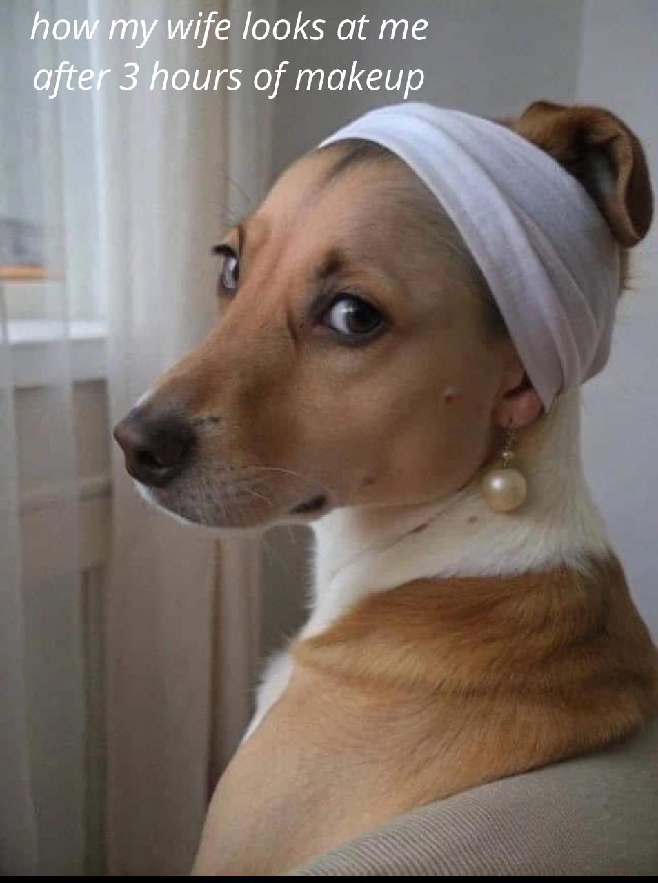 a dog with a bandage on its head